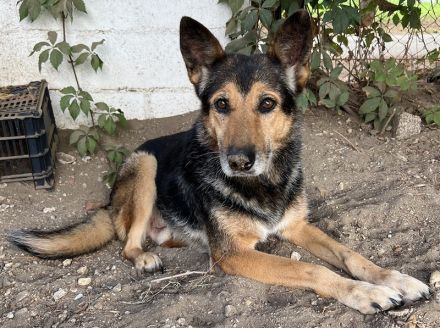 Flash, geb. ca. 09/2017, lebt in GRIECHENLAND, auf einer privaten Pflegestelle