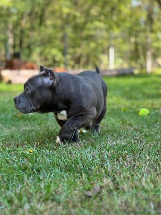 American Bully Pocket