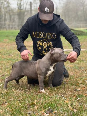 American Bully Pocket