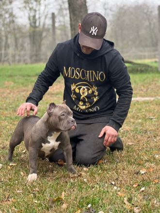 American Bully Pocket