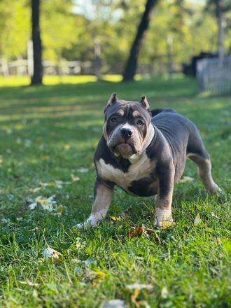 American Bully Pocket
