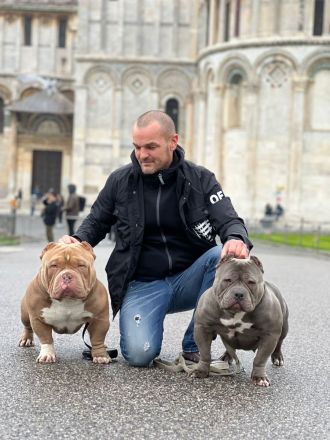 American Bully Pocket