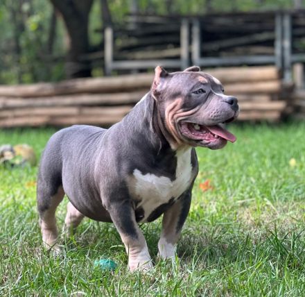 American Bully Pocket