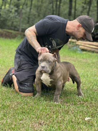 American Bully Pocket