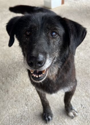 Bolt, geb. ca. 09/2017, lebt in GRIECHENLAND, auf einer privaten Pflegestelle