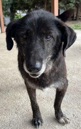 Bolt, geb. ca. 09/2017, lebt in GRIECHENLAND, auf einer privaten Pflegestelle