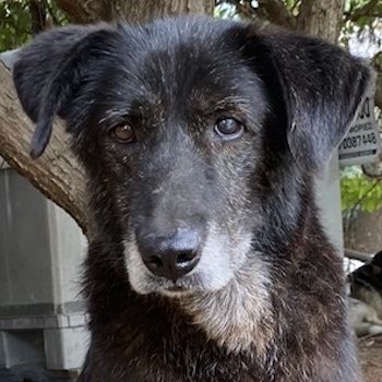 Bolt, geb. ca. 09/2017, lebt in GRIECHENLAND, auf einer privaten Pflegestelle