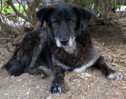 Bolt, geb. ca. 09/2017, lebt in GRIECHENLAND, auf einer privaten Pflegestelle