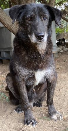 Bolt, geb. ca. 09/2017, lebt in GRIECHENLAND, auf einer privaten Pflegestelle