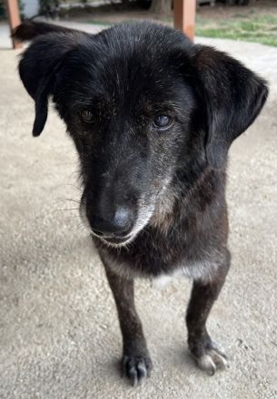 Bolt, geb. ca. 09/2017, lebt in GRIECHENLAND, auf einer privaten Pflegestelle