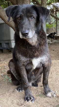 Bolt, geb. ca. 09/2017, lebt in GRIECHENLAND, auf einer privaten Pflegestelle