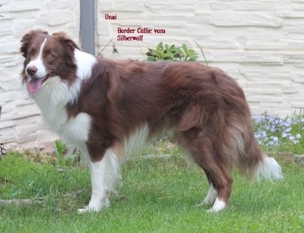 Border Collie Deckrüde