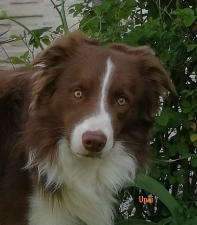 Border Collie Deckrüde