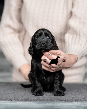 Hochwertige englische Cocker Spaniel-Welpen