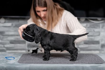 Hochwertige englische Cocker Spaniel-Welpen