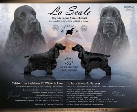 Hochwertige englische Cocker Spaniel-Welpen