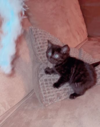 BKH Katze 3 Monate alt