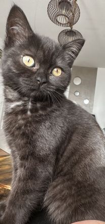 BKH Katze 3 Monate alt