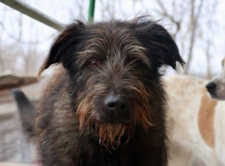 Liebenswerter Rauti sucht sein Zuhause