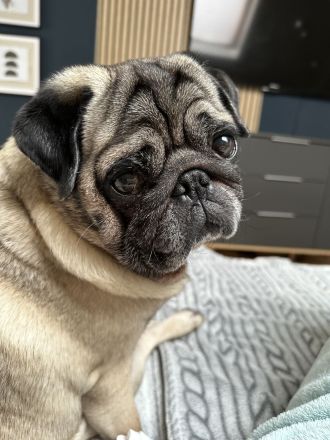Mops DECKRÜDE