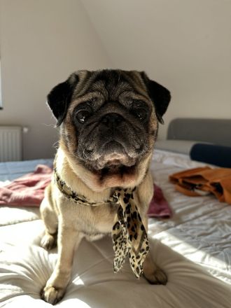 Mops DECKRÜDE