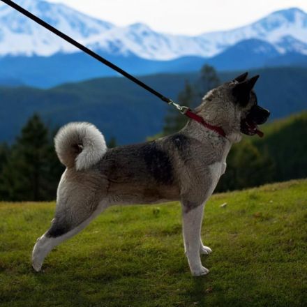 American Akita Welpen