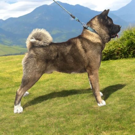 American Akita Welpen