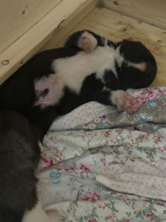 American Akita Welpen