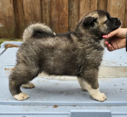 American Akita Welpen