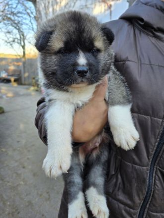 American Akita Welpen