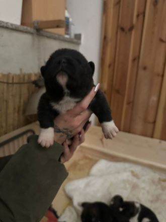 American Akita Welpen