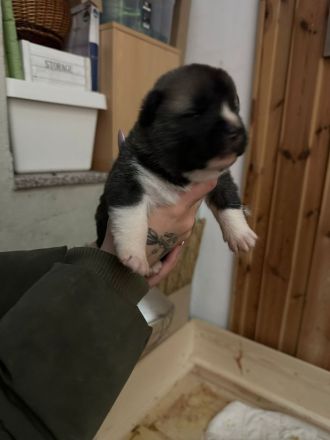 American Akita Welpen