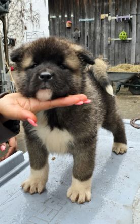 American Akita Welpen