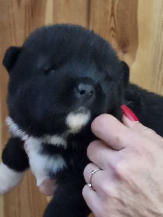 American Akita Welpen