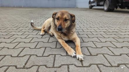 MacKenzie zeigt sich als lieb und freundlich