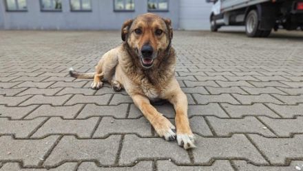 MacKenzie zeigt sich als lieb und freundlich