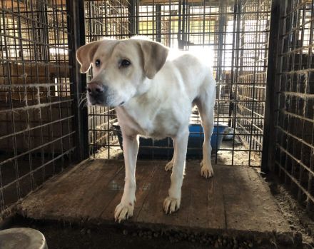 Aico, Labrador sucht Halter: Adopt, don´t shop!