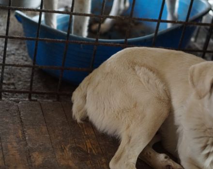 Aico, Labrador sucht Halter: Adopt, don´t shop!