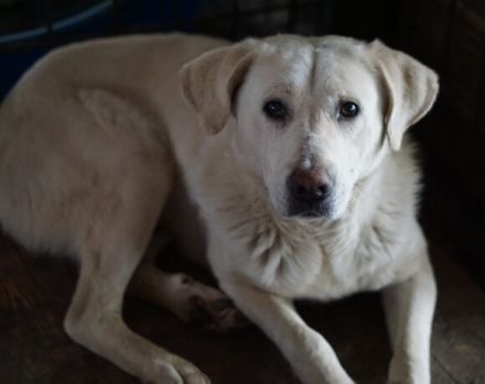 Aico, Labrador sucht Halter: Adopt, don´t shop!