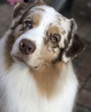 Australian Shepherd Welpen Januar 2025 (ASCA)