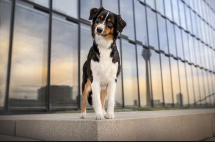 Australian Shepherd Welpen Januar 2025 (ASCA)