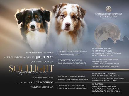 Australian Shepherd Welpen Januar 2025 (ASCA)