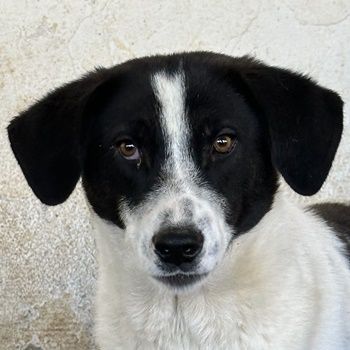 Amora, Niara, Lino geb. ca. 03/2024, lebt in GRIECHENLAND, auf einer privaten Pflegestelle