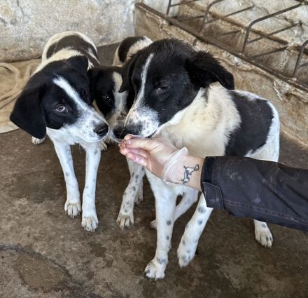 Amora, Niara, Lino geb. ca. 03/2024, lebt in GRIECHENLAND, auf einer privaten Pflegestelle