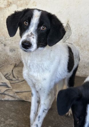 Amora, Niara, Lino geb. ca. 03/2024, lebt in GRIECHENLAND, auf einer privaten Pflegestelle