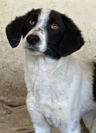 Amora, Niara, Lino geb. ca. 03/2024, lebt in GRIECHENLAND, auf einer privaten Pflegestelle