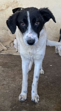 Amora, Niara, Lino geb. ca. 03/2024, lebt in GRIECHENLAND, auf einer privaten Pflegestelle