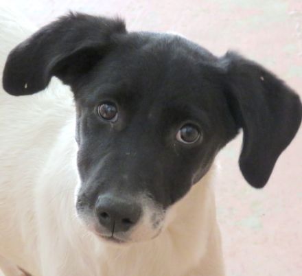 Opal 3 (frei) und Onyx (vermittelt), Pointer-Mix