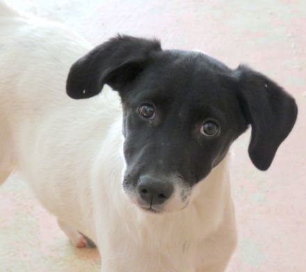 Opal 3 (frei) und Onyx (vermittelt), Pointer-Mix