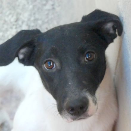 Opal 3 (frei) und Onyx (vermittelt), Pointer-Mix